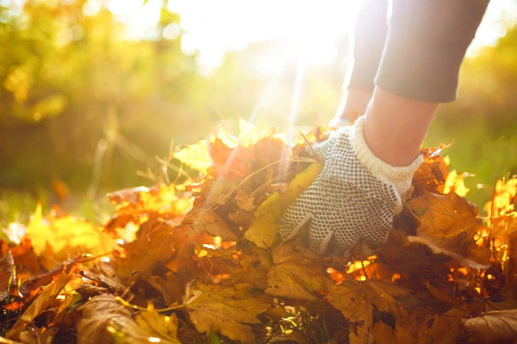 Raking fall leaves outside a Utah home