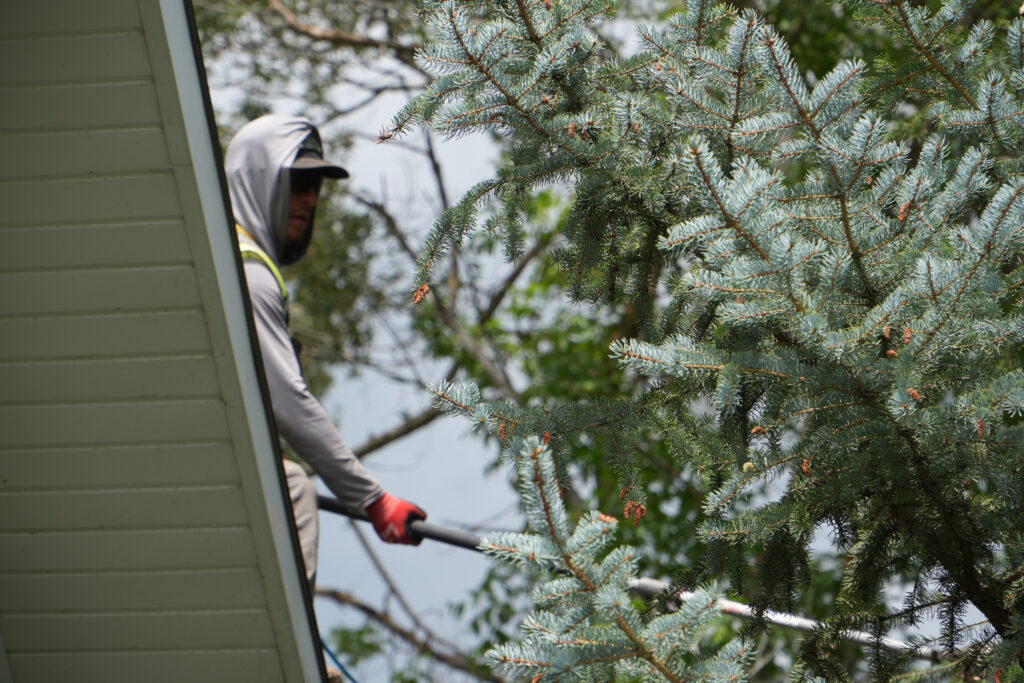 Mature tree canopy pruning in Park City, Utah by Prime Landscaping