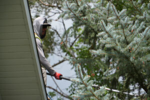 Mature tree canopy pruning in Park City, Utah by Prime Landscaping