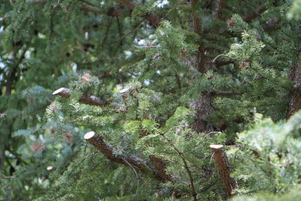 Branch collar pruning cut on a mature tree in Utah